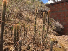 Cleistocactus