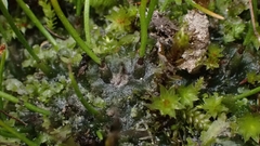 Anthoceros punctatus