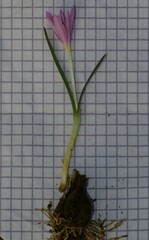 Colchicum cupanii image