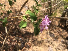 Lantana fucata