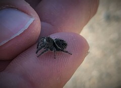 Phidippus cryptus