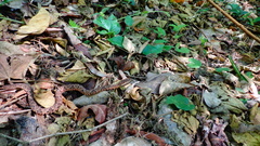 Bothrops jararacussu