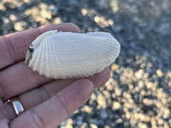 Cyrtopleura costata