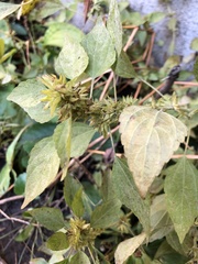 Acalypha