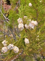 Juniperus excelsa
