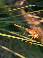 Crocothemis servilia