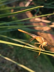 Crocothemis servilia