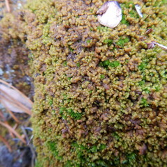 Ptilidium pulcherrimum