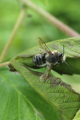 Megachile frigida