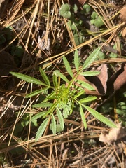Tagetes minuta
