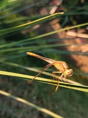 Crocothemis servilia