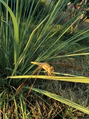 Crocothemis servilia