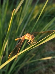 Crocothemis servilia