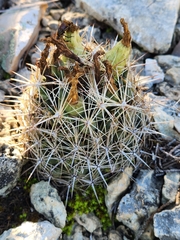 Coryphantha sulcata