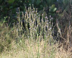 Verbena xutha