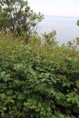 Filipendula ulmaria