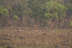 Alcelaphus buselaphus lichtensteinii