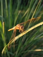 Crocothemis servilia