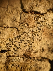 Caliciaceae