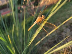Crocothemis servilia