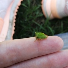 Stictocephala bisonia
