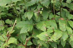 Filipendula ulmaria