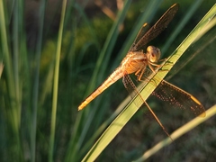 Crocothemis servilia