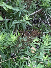 Artemisia suksdorfii