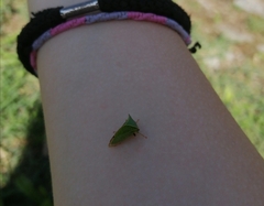 Stictocephala bisonia