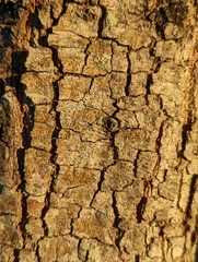 Caliciaceae