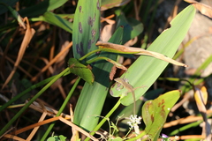 Pontederia cordata