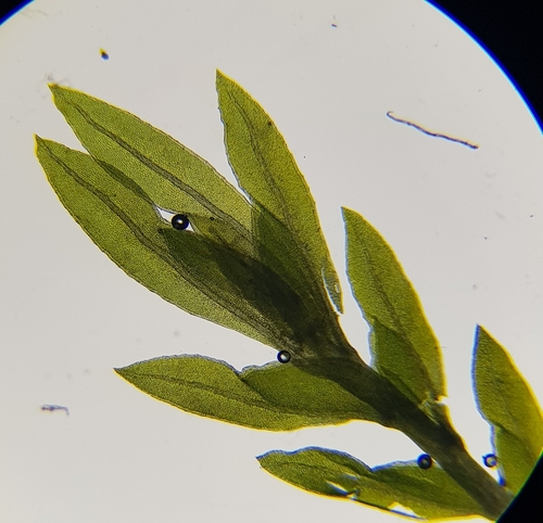Image of Fissidens crassipes by (c) Helen Waterman, some rights reserved (CC BY)