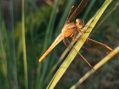 Crocothemis servilia