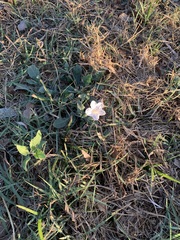 Ruellia metziae