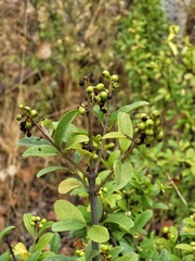 Ligustrum vulgare