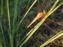 Crocothemis servilia