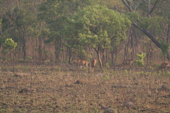 Alcelaphus buselaphus lichtensteinii