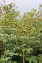 Filipendula ulmaria
