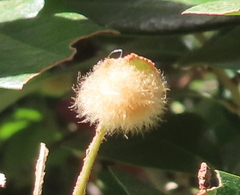 Druon quercuslanigerum