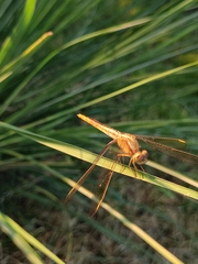 Crocothemis servilia