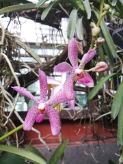 Vandoideae