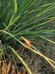 Crocothemis servilia