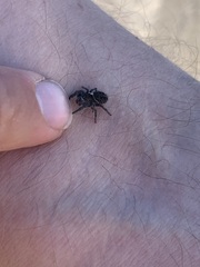 Phidippus cryptus