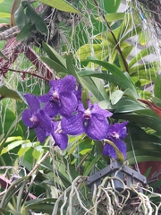 Vanda coerulea