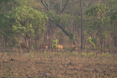 Alcelaphus buselaphus lichtensteinii