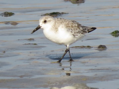 Calidris alba