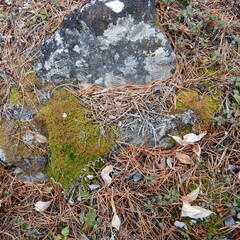 Ptilidium pulcherrimum