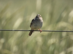 Ammodramus humeralis