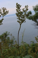 Filipendula ulmaria