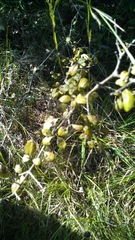 Forestiera ligustrina